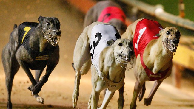 ​How to Watch Live Greyhound Racing at bet365