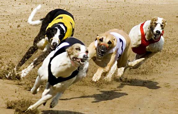 How to Watch Racing Post Greyhound TV at bet365